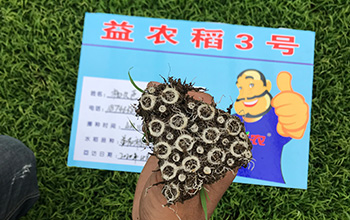 13-益農稻3號.jpg